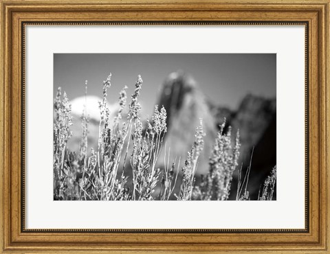 Framed Canyon Sagebrush Print