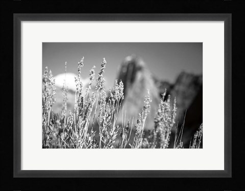Framed Canyon Sagebrush Print