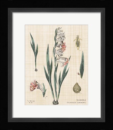 Framed Gladiola Chart Linen Print