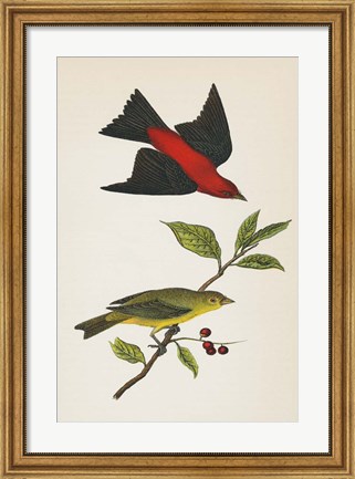 Framed Scarlet Tanager Bright Print