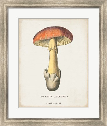 Framed Mushroom Study IV Print