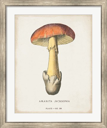 Framed Mushroom Study IV Print