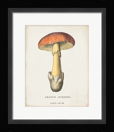 Framed Mushroom Study IV Print