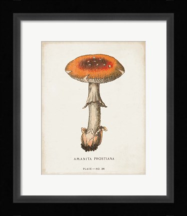 Framed Mushroom Study III Print