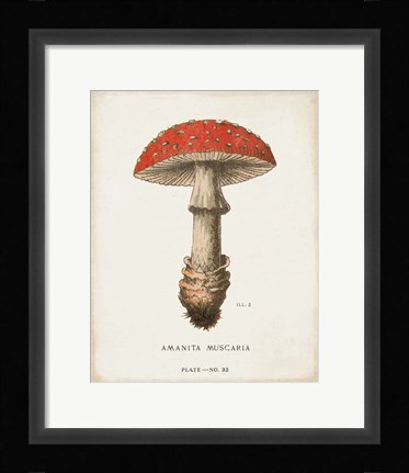 Framed Mushroom Study II Print