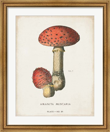 Framed Mushroom Study I Print