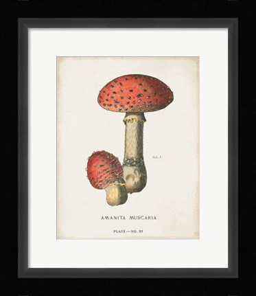 Framed Mushroom Study I Print