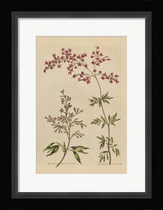 Framed Herbal Botanical I Crop III Print