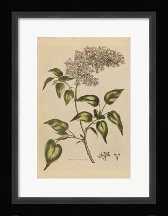 Framed Herbal Botanical I Crop II Print