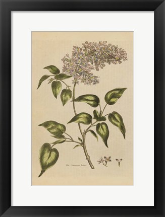 Framed Herbal Botanical I Crop II Print