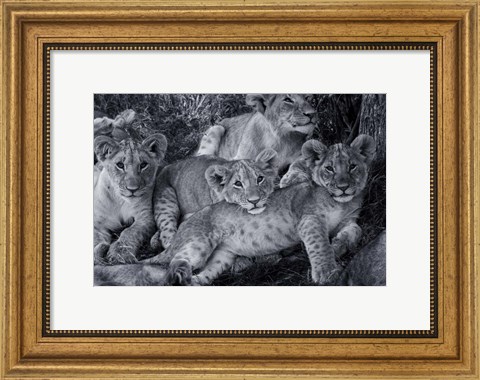 Framed Lion Cub Family Print