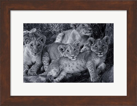 Framed Lion Cub Family Print