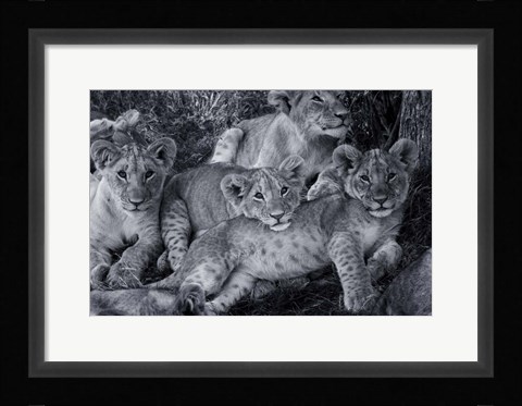 Framed Lion Cub Family Print