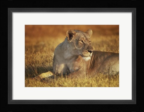 Framed Lioness Sunning Print