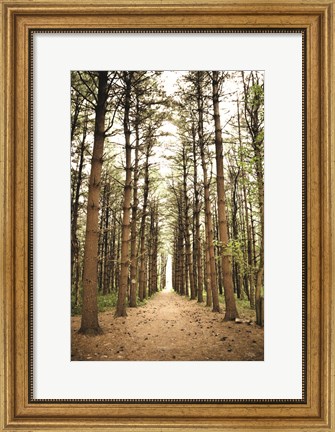 Framed In the Pines I Print
