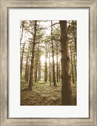 Framed In the Pines II Print