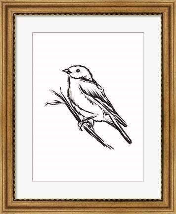 Framed Songbird Sketch II Print