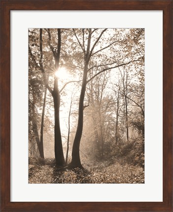 Framed Woodland Sunrise Print
