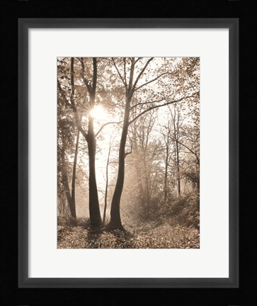 Framed Woodland Sunrise Print