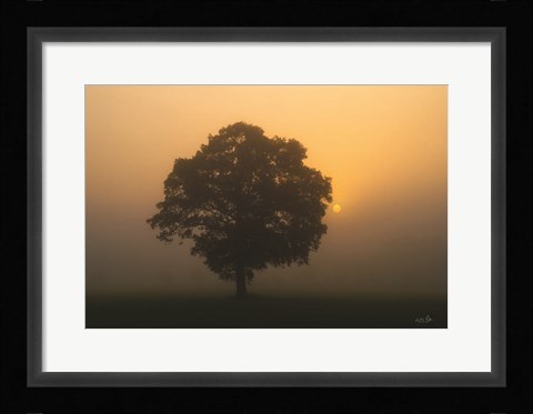 Framed Solitary Oak Print