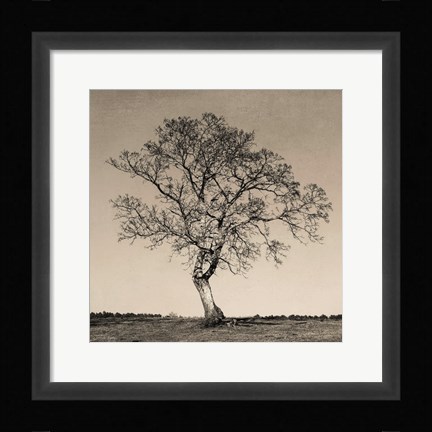 Framed Tree No. 54 Print