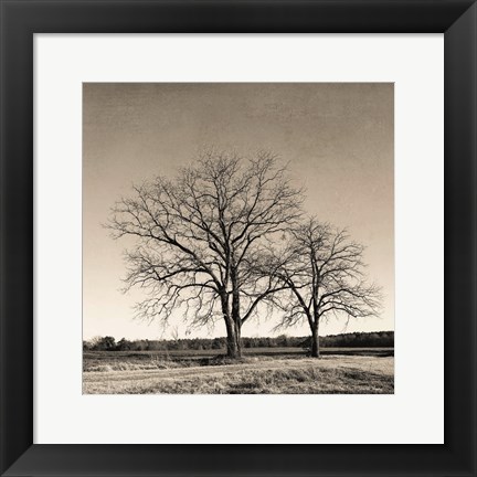 Framed Tree No. 57 Print