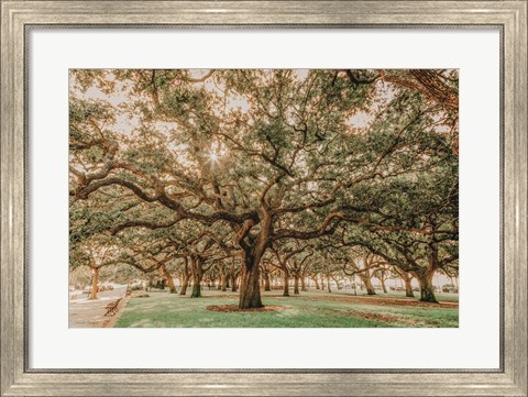 Framed Low Country Oaks II Print