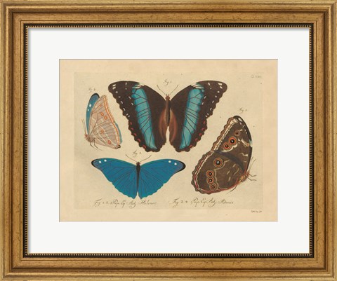 Framed Vintage Butterflies 1 Print