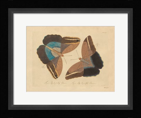 Framed Vintage Butterflies 2 Print