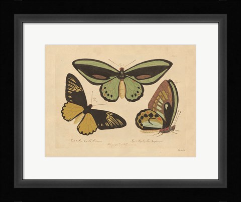 Framed Vintage Butterflies 3 Print