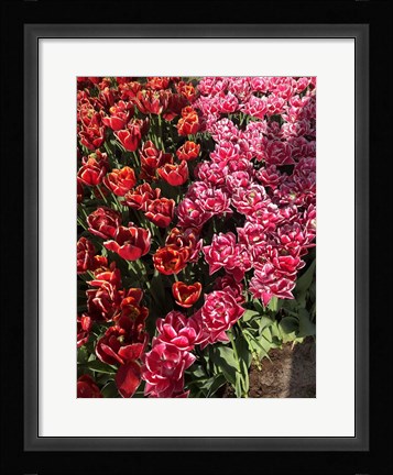 Framed Dutch Treat Print