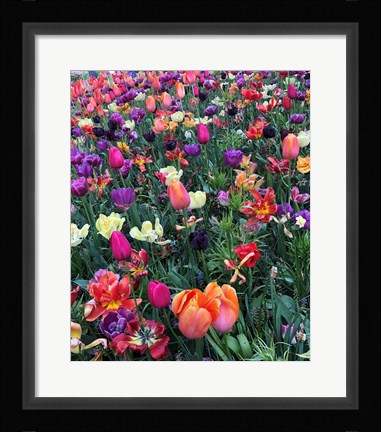 Framed Fields of Color Print