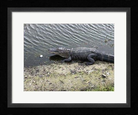 Framed Lost Ball Print