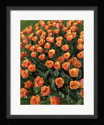 Framed Tulip Festival Print
