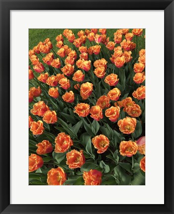 Framed Tulip Festival Print