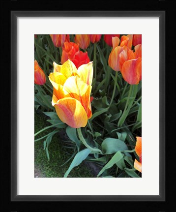 Framed Tulip Time Print