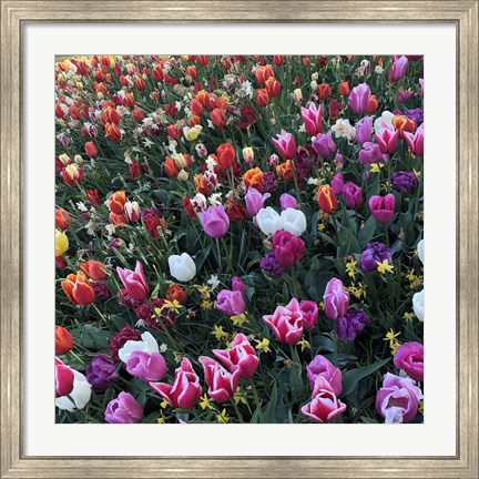 Framed Tulips! Tulips! Print