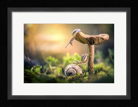 Framed Awakening of Snails Print