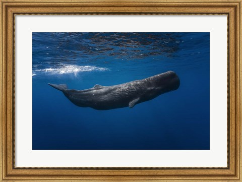 Framed Sperm Whale Print