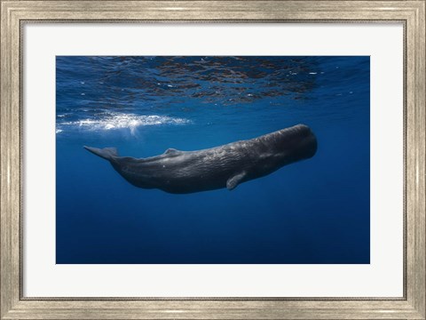 Framed Sperm Whale Print