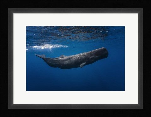 Framed Sperm Whale Print