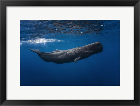 Framed Sperm Whale Print