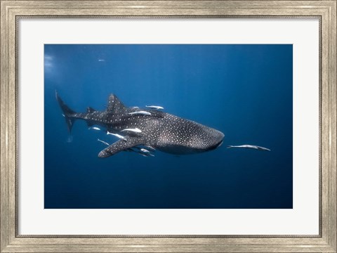 Framed WhaleSshark Print