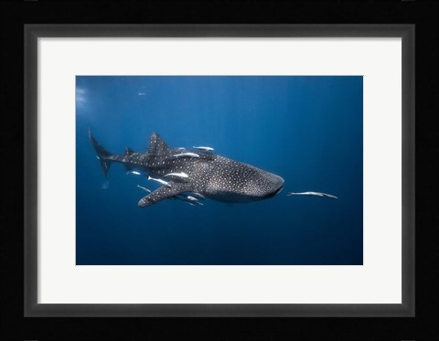 Framed WhaleSshark Print