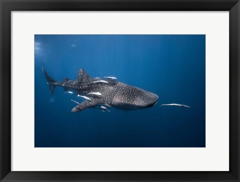 Framed WhaleSshark Print
