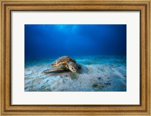 Framed Green Turtle in the Blue Print
