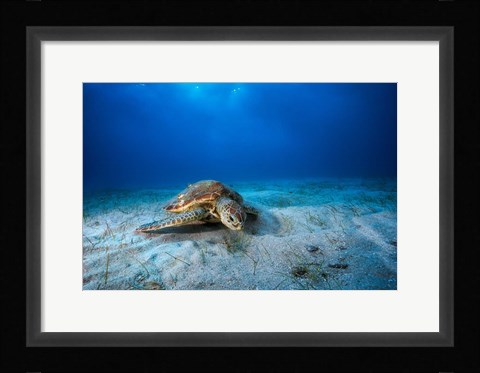 Framed Green Turtle in the Blue Print