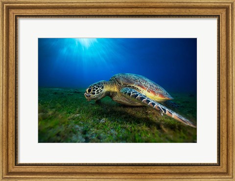 Framed Green Turtle Print