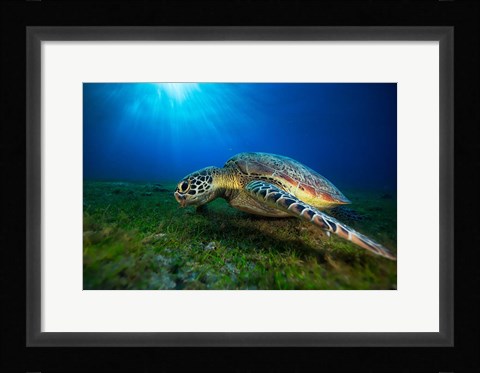 Framed Green Turtle Print