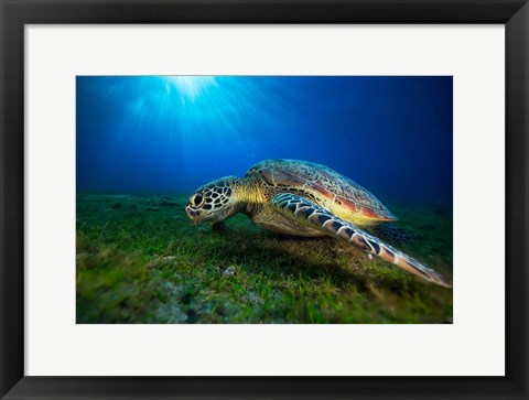 Framed Green Turtle Print